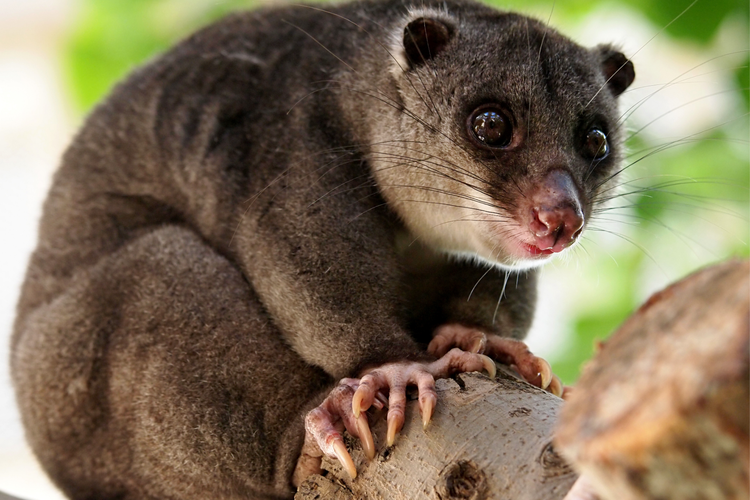 Kuskus, Satwa Endemik Indonesia Timur yang Terancam Punah