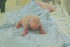 Bayi Panda Satrio Koleksi Baru  Taman Safari Bogor, Diberi Nama Presiden Prabowo dan Dijaga 24 Jam