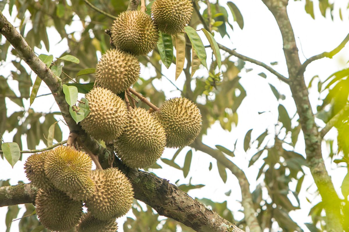 Ilustrasi durian musang king.