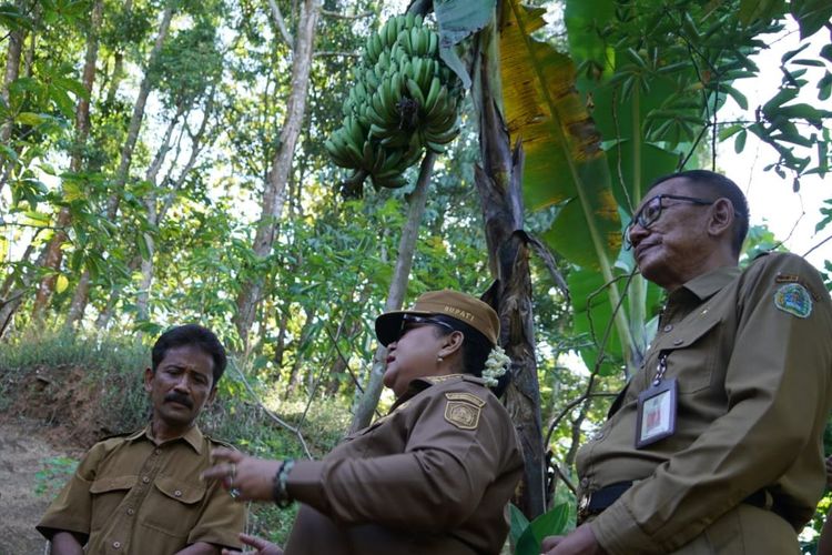 Pohon Pisang di Gunungkidul Bisa Berbuah 4 Tandan Sekaligus, Bupati Siapkan Nama Khusus