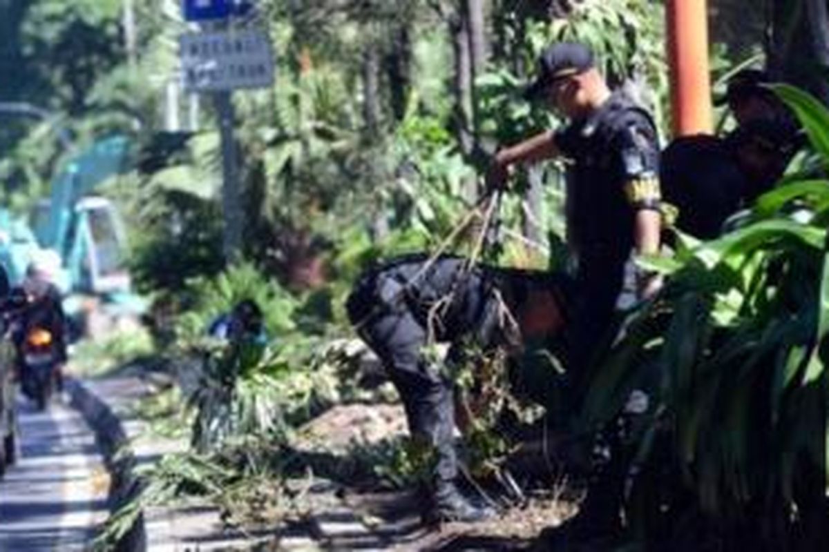 Kondisi taman di sepanjang jalan Darmo Surabaya yang rusak terinjak-injak warga, Minggu (10/5/2014). 