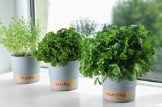 3 Bahan Alami yang Dapat Membasmi Hama Tanaman Herbal Dalam Ruangan