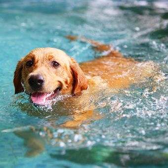 Ilustrasi anjing berenang.