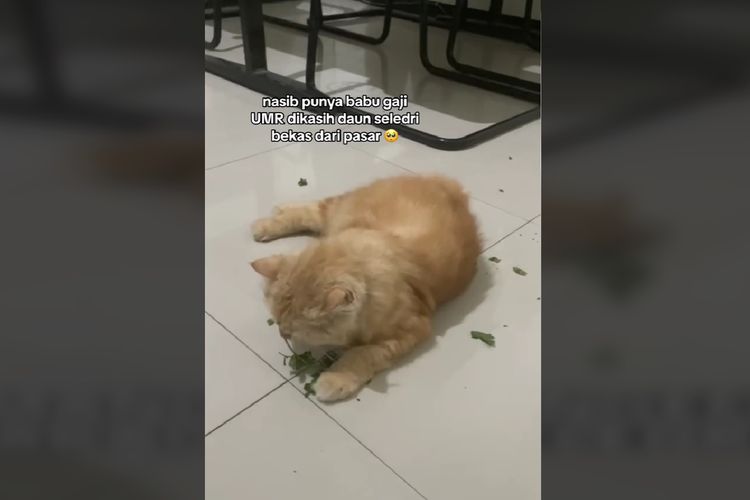 Kucing makan seledri