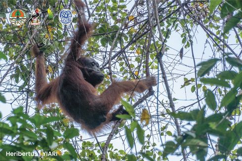 Usai Diselamatkan dari Jerat, Orangutan Berusia 30 Tahun Dilepasliarkan di Hutan Kayong Utara