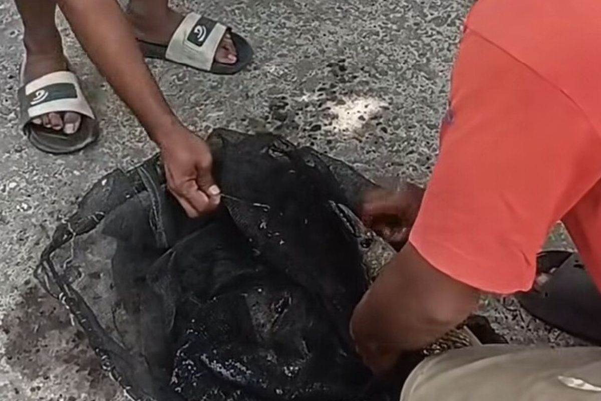 Warga melepaskan pancing di ikan Aligator yang tertangkap di Sungai Belik, Pandes I, Wonokromo, Pleret, Bantul, Daerah Istimewa Yogyakarta. Selasa (9/9/2025)