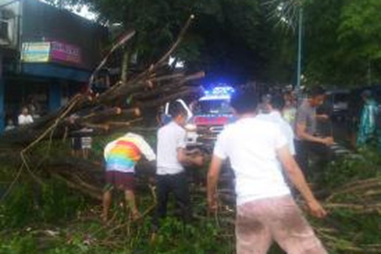 Sebuah pohon besar tumbang akibat diterjang angin puting beliung di Jalan Panjaitan, Kecamatan Sumbersari, Jember, Jawa Timur, Minggu (20/10/13). 