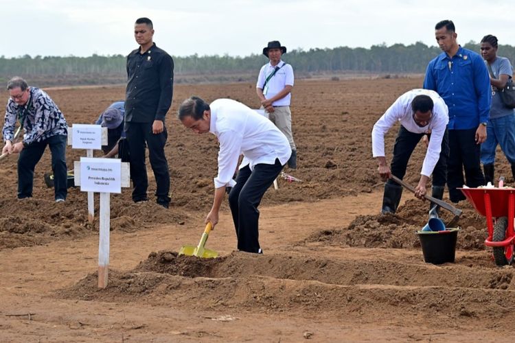 Tanam Tebu di Merauke, Jokowi: Kedaulatan Pangan Harus Jadi Konsentrasi