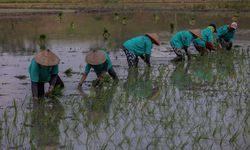 Ekspor Pertanian Tumbuh 15,89 Persen pada April 2022, Sumbang 94,93 Persen Total Ekspor Nonmigas