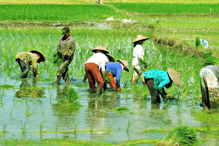 Ilustrasi pertanian, petani.