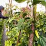 Harga Cabai Masih Tinggi, tapi Petani di Bandung Barat Masih Merugi