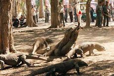 Gubernur NTT Tetap Tutup Pulau Komodo, Tolak Hasil Kajian Tim Terpadu