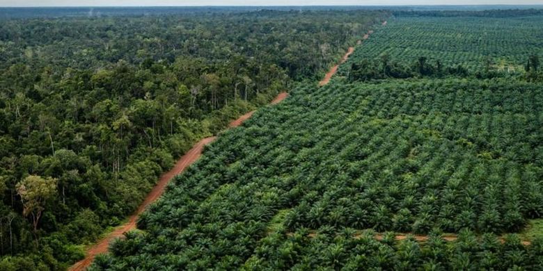 An image of palm oil plantation. 