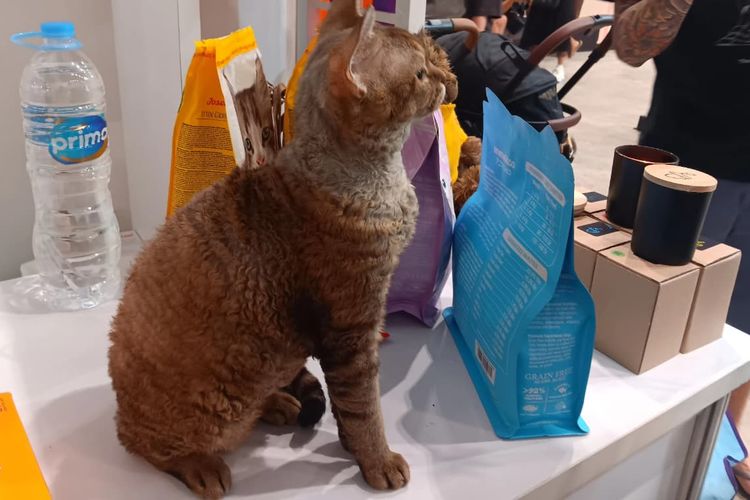 Tips Mudah Memandikan Kucing agar Bulu Tetap Sehat 