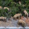 Ancaman Nyata, Hampir Dua Pertiga Habitat Gajah Hilang di Seluruh Asia
