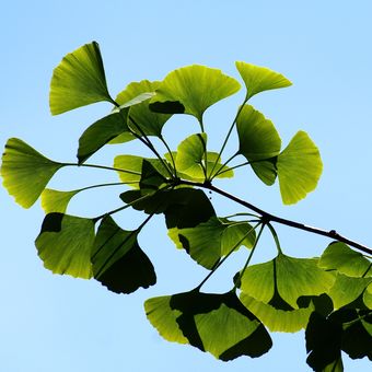 Ilustrasi tanaman herbal Ginkgo biloba.  