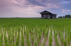 Bakal Cetak 1 Juta Hektar Sawah, Mentan Butuh Rp 35 Triliun