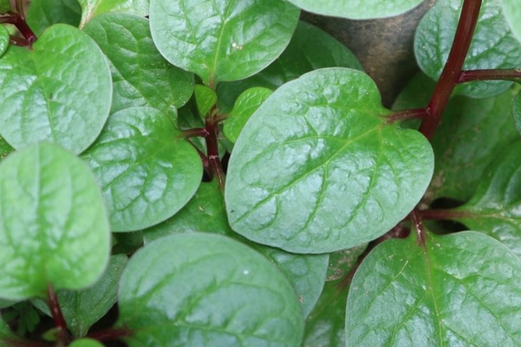 Ilustrasi tanaman binahong (Anredera cordifolia).
