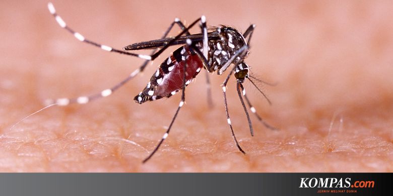 4 Jenis Virus Penyebab Demam Berdarah dan Karakteristiknya