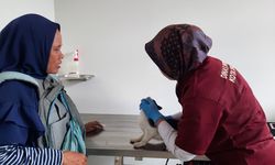 Pemkot Semarang Buka 2 Klinik Hewan, Ini 4 Layanannya