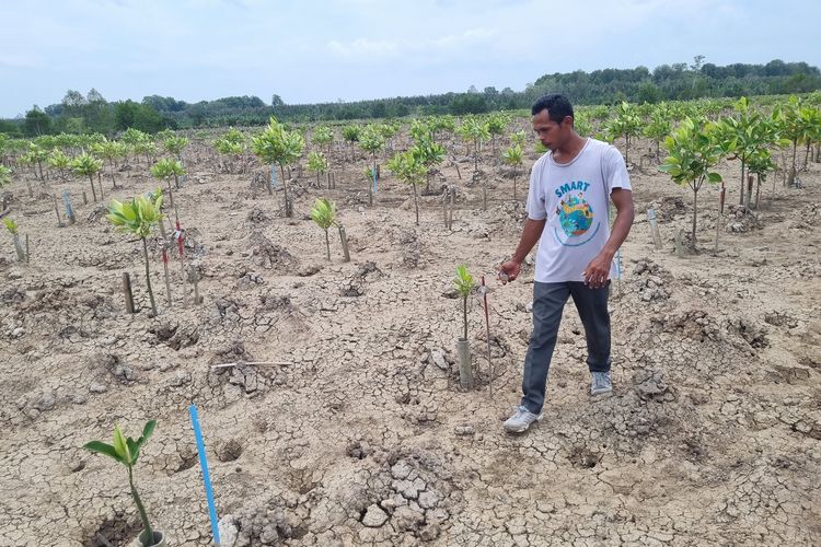 Anton Kaelani melakukan sensus tanaman mangrove yang terhampar di pesisir laut Desa Sungsang IV, Kabupaten Banyuasin, Provinsi Sulawesi Selatan, Kamis (29/8/2024).