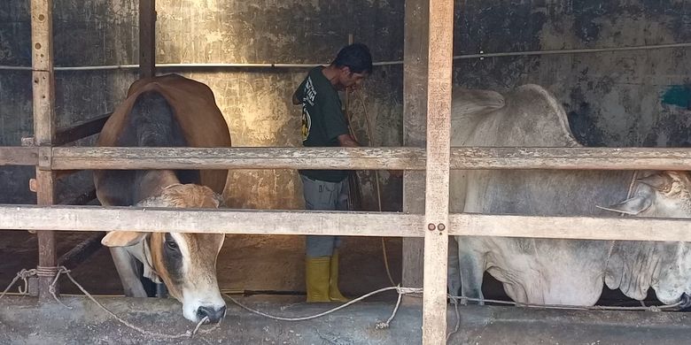 Seorang pekerja membersihkan kandang di peternakan sapi di Jalan Medan - Deli Tua pada Senin (30/5/2022). Saat ini peternak hanya menjual stok yang ada di kandang, tidak mendatangkan dari Pematangsiantar Berastagi atau Aceh untuk menghindari masuknya PMK.