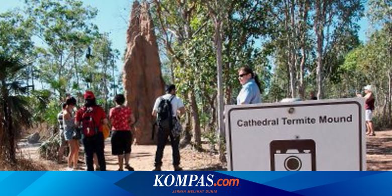 Rayap Australia Membangun Istana Dan Menara Menakjubkan Halaman All Kompas Com