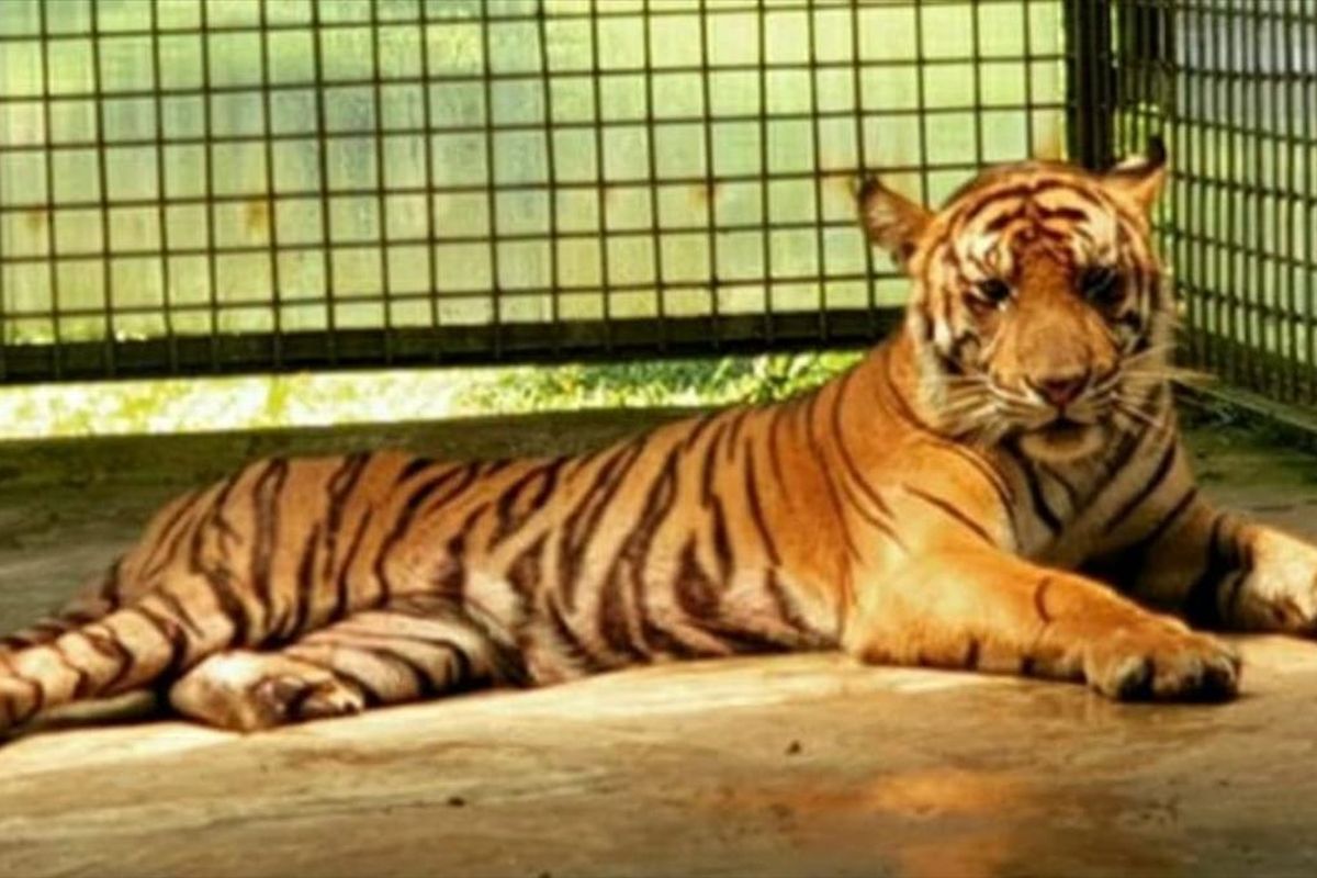 Harimau sumatera Atan Bintang berada di PRHSD di sumatera Barat untuk menjalani observasi. Harimau ini sebelumnya dievakuasi dari kolong ruko pasar di Kecamatan Pulau Burung, Kabupaten Indragiri Hilir (Inhil), Riau. Dok. BBKSDA Riau