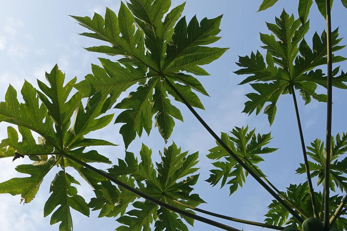 Ilustrasi daun pepaya. 