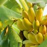 Pisang Mas dan Pisang Raja Indonesia Jadi Juara Pisang Terbaik Dunia