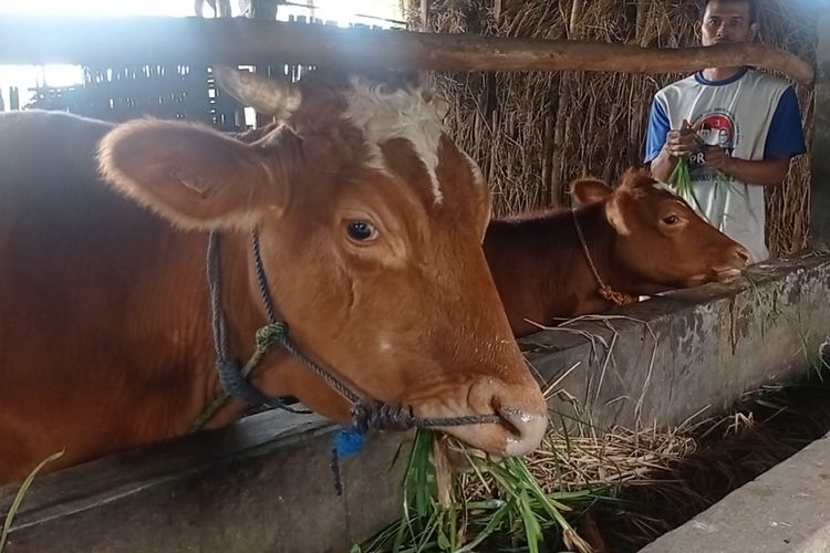 Pemerintah Kabupaten Ponorogo akan melaksankan vaksin serentak untuk mencegah merebaknya wabah PMK dengan vaksin yang dibeli dari APBD Kabupaten Ponorogo 2025. Dari 68 ribu ekor sapi tercatat 346 sapi dilaporkan terpapar PMK, 7 ekor sapi mati dan 3 ekor sapi disembelih paksa serta 25 ekor sapi sembuh.