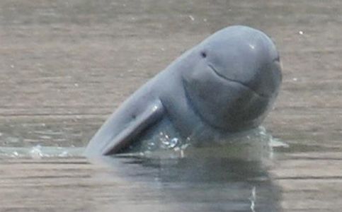 Rare Sighting of Irrawaddy Dolphins in Indonesia’s East Kalimantan Caught on Video