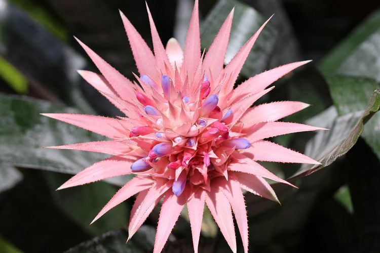 Ilustrasi tanaman hias Bromeliad. 