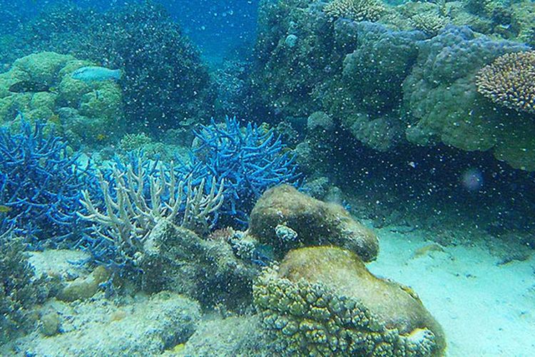 Karang biru di perairan Pulau Jemaja, salah satu pulau di Anambas, Kepulauan Riau. Dari 4,6 juta hektar perairan Anambas, 1,2 juta hektar ditetapkan sebagai Taman Nasional Perairan.