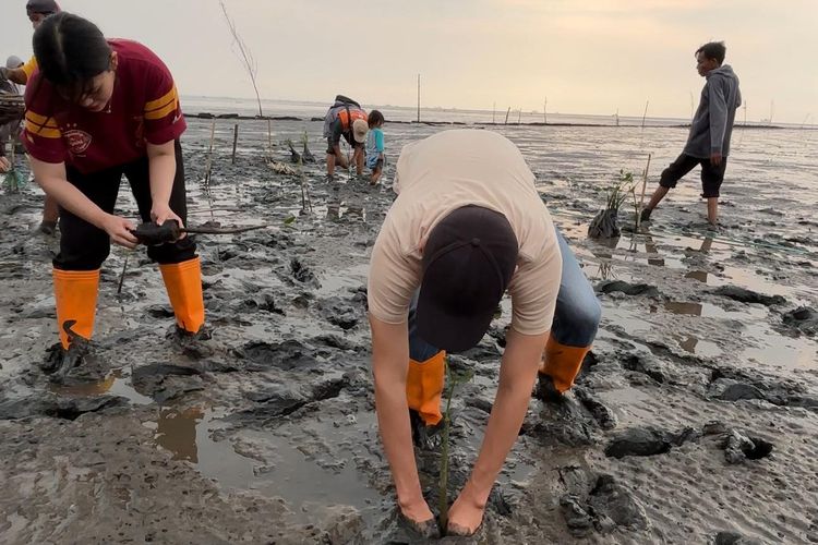 Hijaukan Pesisir, KAI Logistik Tanam 2.000 Mangrove di Probolinggo