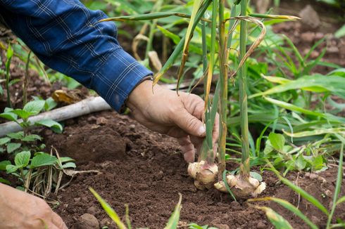 12 Tanaman Herbal yang Sering Digunakan untuk Menurunkan Gula Darah