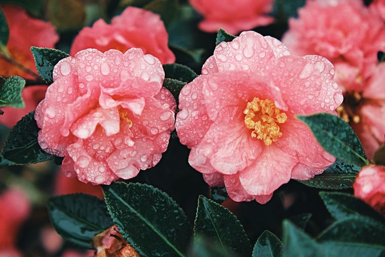 Ilustrasi bunga camelia.