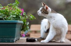 5 Cara Rumahan yang Ampuh Membasmi Kutu Kucing