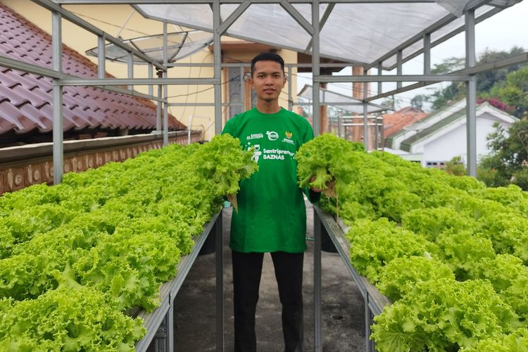 Kisah Pemuda Lumajang Raup Rp 21 Juta per Panen dari Selada Hidroponik di Loteng