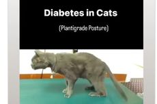 Kucing Akan Memiliki Postur Plantigrade Saat Mengidap Diabetes, Apa Itu?