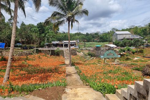 Taman Bunga Amarilis di Gunungkidul, Upaya Selamatkan Tanaman Hama