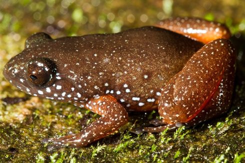 Peneliti Temukan Katak Spesies Baru di Pegunungan Tropis India