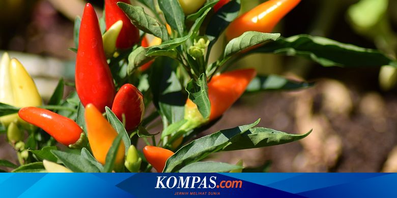 Penyebab Bunga Dan Buah Tanaman Cabai Rontok Halaman All Kompas Com Penyebab Bunga Dan Buah Tanaman Cabai Rontok Halaman All Kompas Com