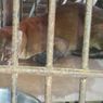 Golden Cat Dies in Captivity in West Sumatra
