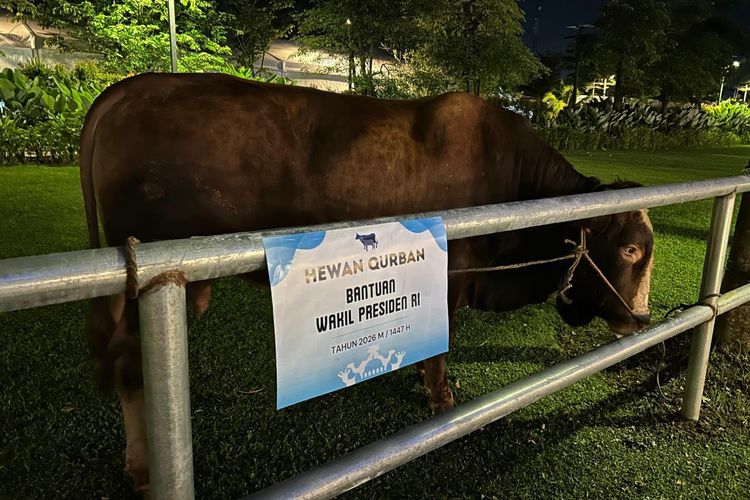 Sapi Kurban dari Wapres Gibran Tiba di Masjid Sheikh Zayed Solo, Berat Hampir 1 Ton