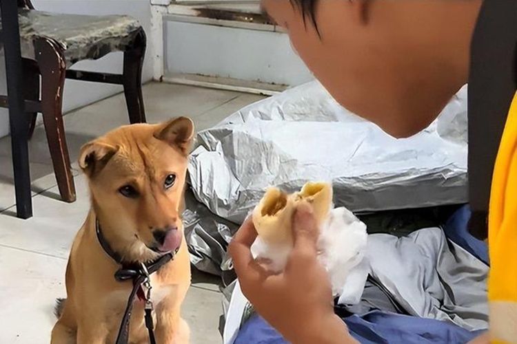 Kisah Haru Tang Wei, Tidur di Bawah Jembatan bersama Anjingnya demi Bisa Kuliah