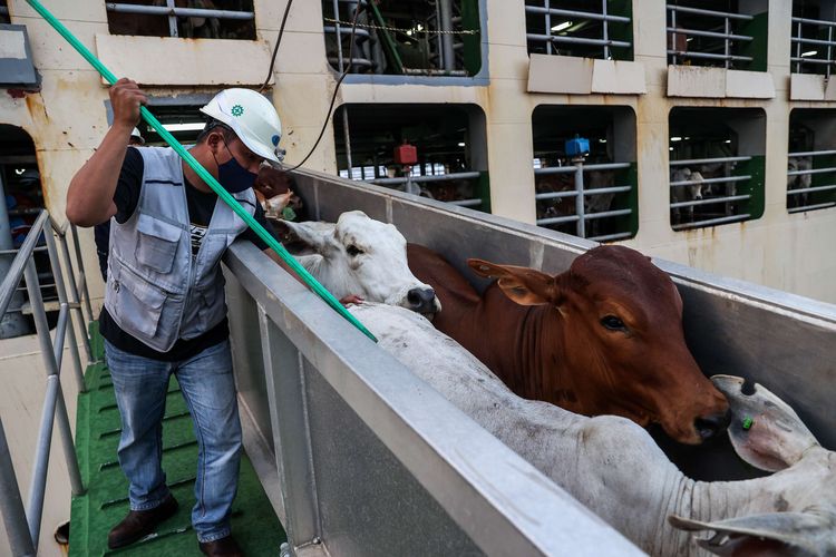 Sapi impor dari Australia dipindahkan ke dalam truk dari kapal di Pelabuhan Tanjung Priok, Jakarta Utara, Senin (29/3/2021). Berdasarkan data Kementerian Pertanian, untuk mencukupi kebutuhan dalam negeri, hingga kini Indonesia masih mengimpor 112.503 ton atau 502.000 ribu sapi per tahun.