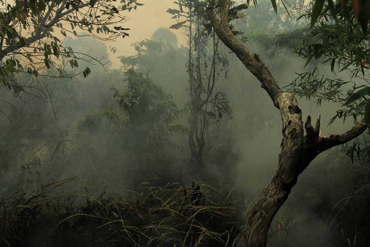 Kondisi kebakaran hutan dan lahan di Kelurahan Sri Mulya Kecamatan Sematang Borang, Palembang, Sumatera Selatan, Selasa (15/10/2019).