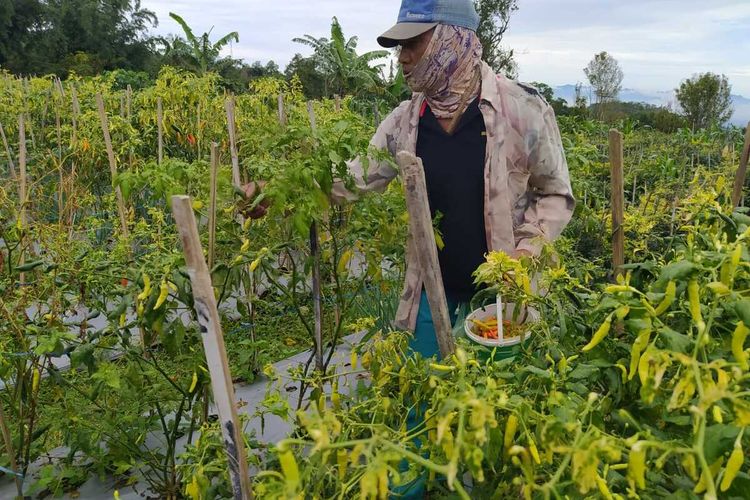 Suudi (57), warga Dusun Banyusidi, Desa Banyusidi, Kecamatan Pakis, sedang memanen cabai di kebunnya, Selasa (9/3/2021).