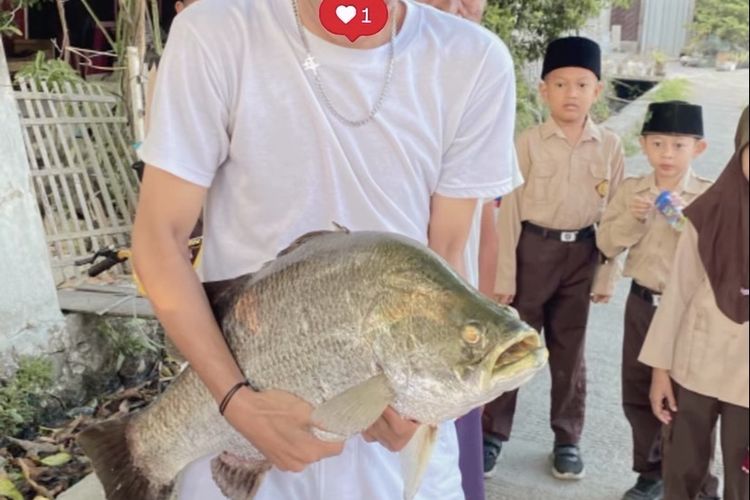 Viral! Warga Dapat Dua Ikan Raksasa di Kolam Desa Tamansari Indramayu